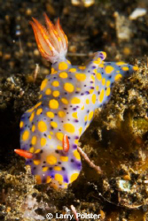 Hypselodoris kanga - Lembeh. D300-60mm by Larry Polster 